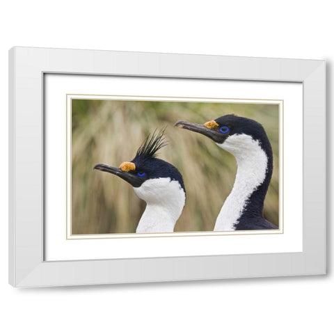 South Georgia Is Blue-eyed cormorants White Modern Wood Framed Art Print with Double Matting by Paulson, Don