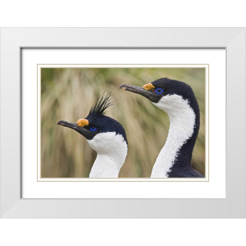 South Georgia Is Blue-eyed cormorants White Modern Wood Framed Art Print with Double Matting by Paulson, Don