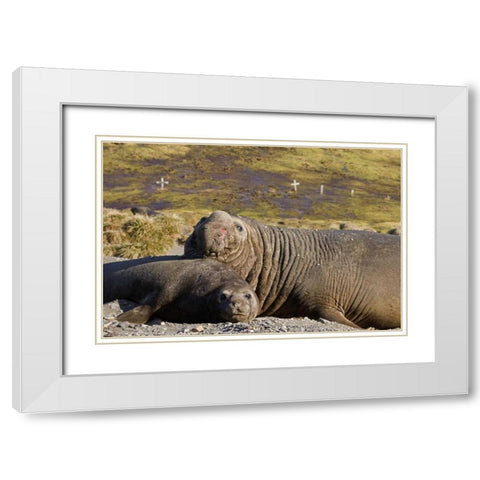 South Georgia Isl Bull elephant seal with harem White Modern Wood Framed Art Print with Double Matting by Paulson, Don