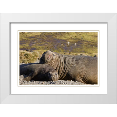 South Georgia Isl Bull elephant seal with harem White Modern Wood Framed Art Print with Double Matting by Paulson, Don