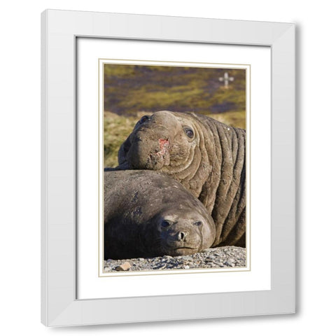 South Georgia Isl Bull elephant seal and female White Modern Wood Framed Art Print with Double Matting by Paulson, Don