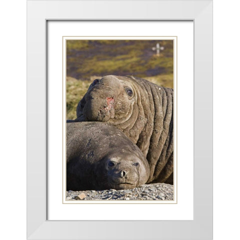 South Georgia Isl Bull elephant seal and female White Modern Wood Framed Art Print with Double Matting by Paulson, Don