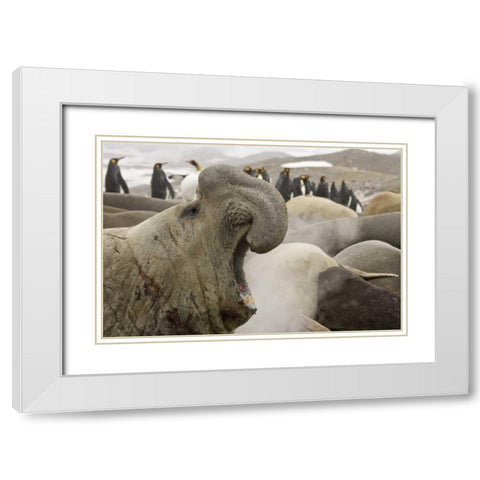 South Georgia Isl Scarred elephant seal roaring White Modern Wood Framed Art Print with Double Matting by Paulson, Don