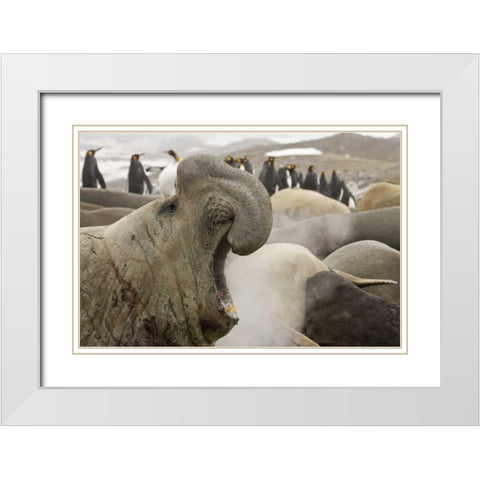 South Georgia Isl Scarred elephant seal roaring White Modern Wood Framed Art Print with Double Matting by Paulson, Don