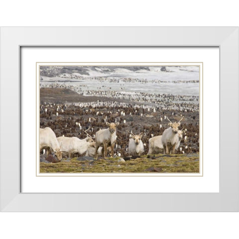 South Georgia Isl, Reindeers and king penguins White Modern Wood Framed Art Print with Double Matting by Paulson, Don