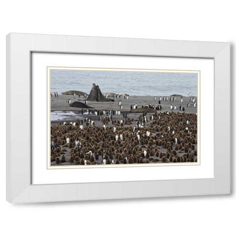 South Georgia Isl, Bull elephant seals fighting White Modern Wood Framed Art Print with Double Matting by Paulson, Don