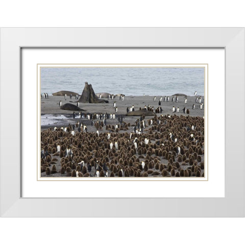 South Georgia Isl, Bull elephant seals fighting White Modern Wood Framed Art Print with Double Matting by Paulson, Don