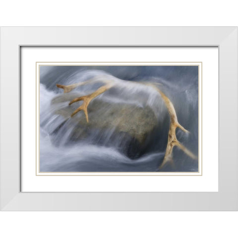 South Georgia Isl Reindeer antler in river rapid White Modern Wood Framed Art Print with Double Matting by Paulson, Don