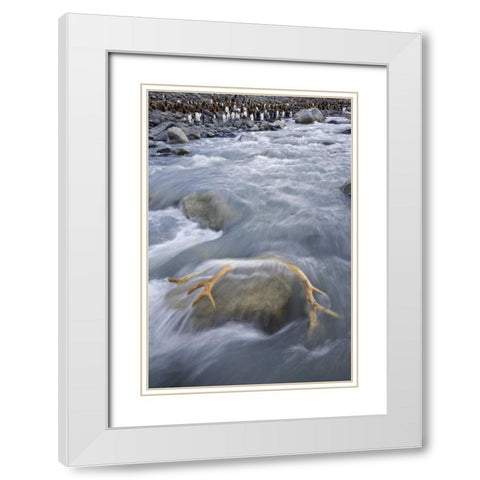 South Georgia Isl, River by king penguin colony White Modern Wood Framed Art Print with Double Matting by Paulson, Don