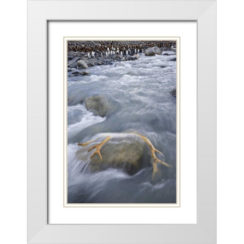 South Georgia Isl, River by king penguin colony White Modern Wood Framed Art Print with Double Matting by Paulson, Don