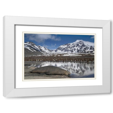 South Georgia Isl, Elephant seal and king penguin White Modern Wood Framed Art Print with Double Matting by Paulson, Don