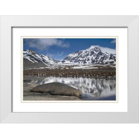 South Georgia Isl, Elephant seal and king penguin White Modern Wood Framed Art Print with Double Matting by Paulson, Don