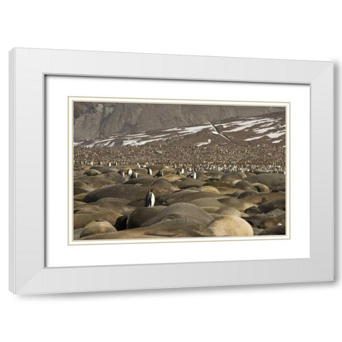 South Georgia Isl, King penguin and elephant seal White Modern Wood Framed Art Print with Double Matting by Paulson, Don