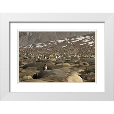 South Georgia Isl, King penguin and elephant seal White Modern Wood Framed Art Print with Double Matting by Paulson, Don