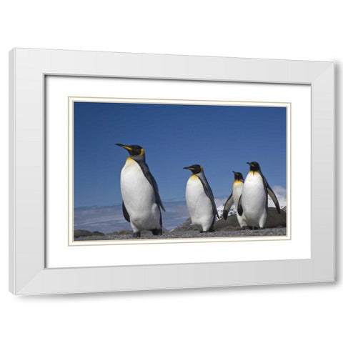 South Georgia Island King penguins marching White Modern Wood Framed Art Print with Double Matting by Paulson, Don
