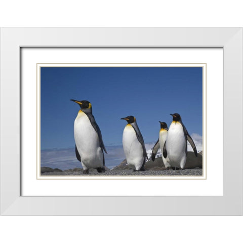 South Georgia Island King penguins marching White Modern Wood Framed Art Print with Double Matting by Paulson, Don