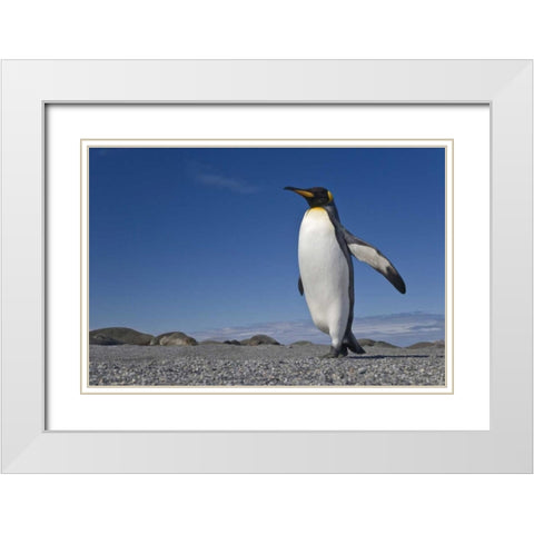 South Georgia Isl, St Andrews Bay King penguin White Modern Wood Framed Art Print with Double Matting by Paulson, Don