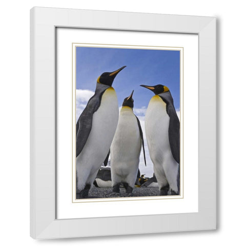 South Georgia Island Three king penguins White Modern Wood Framed Art Print with Double Matting by Paulson, Don