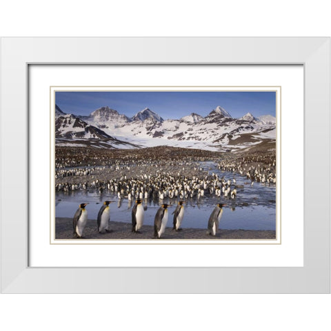 South Georgia Island, King penguin colony White Modern Wood Framed Art Print with Double Matting by Paulson, Don