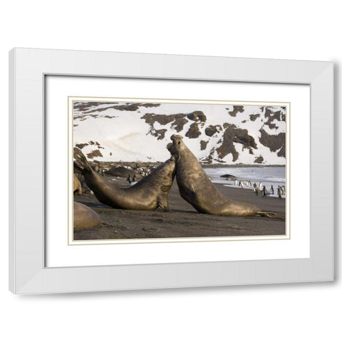 South Georgia Island Elephant seals fighting White Modern Wood Framed Art Print with Double Matting by Paulson, Don