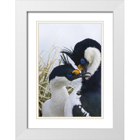 South Georgia Island Blue-eyed cormorants White Modern Wood Framed Art Print with Double Matting by Paulson, Don