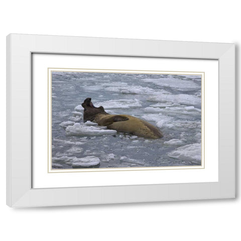 South Georgia Island Bull elephant seal in sea White Modern Wood Framed Art Print with Double Matting by Paulson, Don