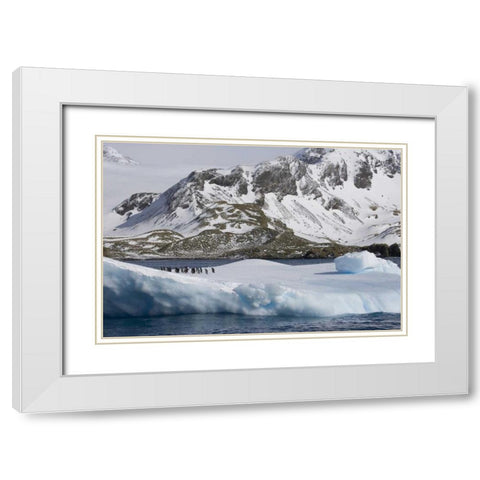 South Georgia Island Gentoo penguins on iceberg White Modern Wood Framed Art Print with Double Matting by Paulson, Don