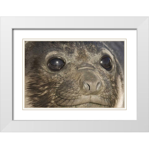South Georgia Island Of elephant seal pups face White Modern Wood Framed Art Print with Double Matting by Paulson, Don