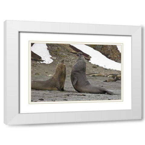 South Georgia Island Elephant seals fighting White Modern Wood Framed Art Print with Double Matting by Paulson, Don