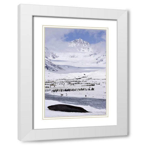 South Georgia Isl, Seal and Penguin colony White Modern Wood Framed Art Print with Double Matting by Paulson, Don