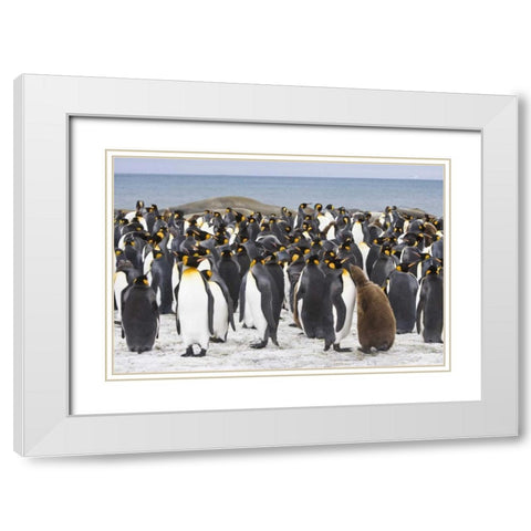 South Georgia Isl King penguin chick White Modern Wood Framed Art Print with Double Matting by Paulson, Don