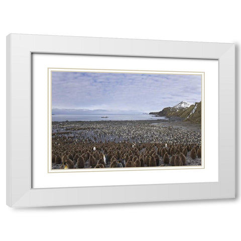 South Georgia Isl, King penguin colony White Modern Wood Framed Art Print with Double Matting by Paulson, Don