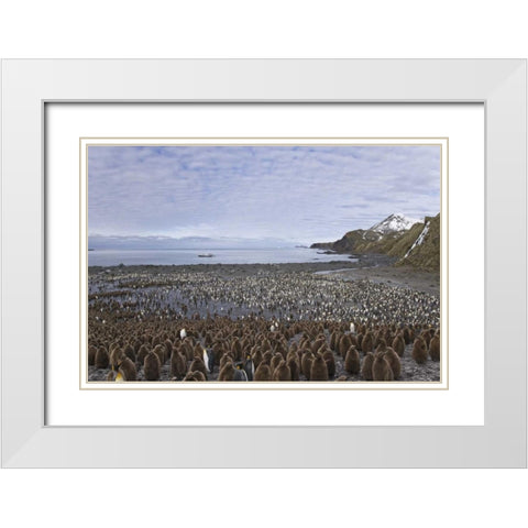 South Georgia Isl, King penguin colony White Modern Wood Framed Art Print with Double Matting by Paulson, Don
