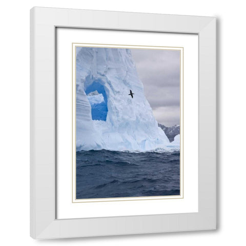 South Georgia Island Albatross by an iceberg White Modern Wood Framed Art Print with Double Matting by Paulson, Don