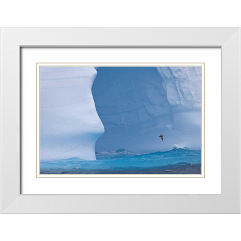 South Georgia Island Albatross by an iceberg White Modern Wood Framed Art Print with Double Matting by Paulson, Don