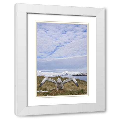 South Georgia Isl Wandering albatross chick White Modern Wood Framed Art Print with Double Matting by Paulson, Don