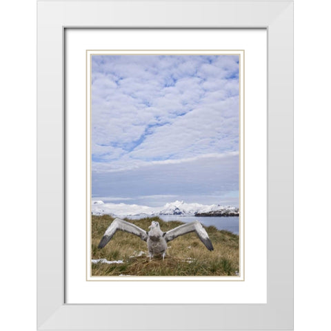 South Georgia Isl Wandering albatross chick White Modern Wood Framed Art Print with Double Matting by Paulson, Don