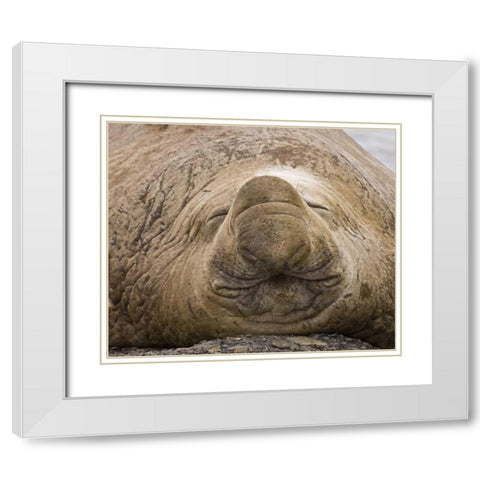 South Georgia Island Sleeping bull elephant seal White Modern Wood Framed Art Print with Double Matting by Paulson, Don