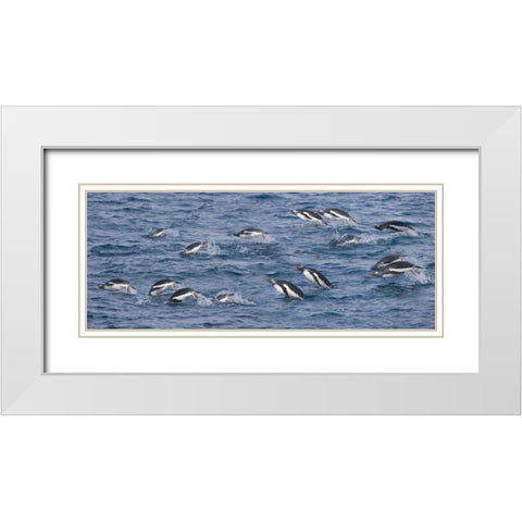 South Georgia Island Gentoo penguins leaping White Modern Wood Framed Art Print with Double Matting by Paulson, Don