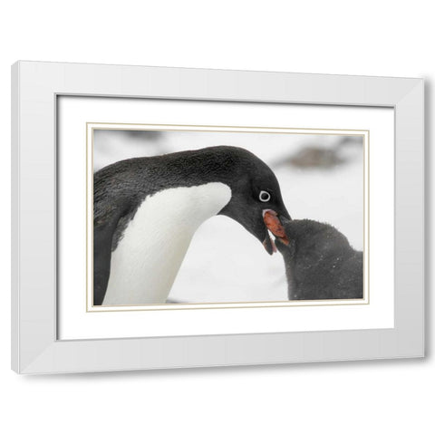 Antarctica, Adelie penguin feeding young White Modern Wood Framed Art Print with Double Matting by Morris, Arthur