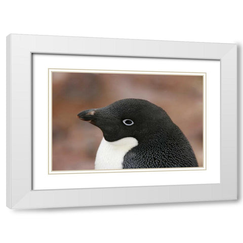 Antarctica, Brown Bluff Adelie penguin adult White Modern Wood Framed Art Print with Double Matting by Morris, Arthur