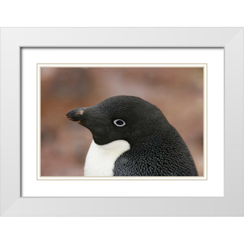 Antarctica, Brown Bluff Adelie penguin adult White Modern Wood Framed Art Print with Double Matting by Morris, Arthur