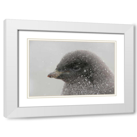 Antarctica Adelie penguin chick in snowstorm White Modern Wood Framed Art Print with Double Matting by Morris, Arthur