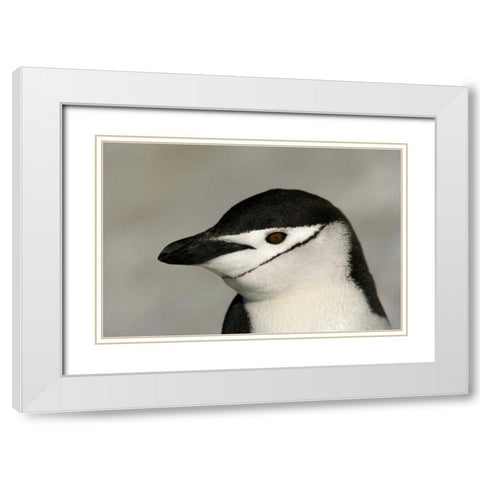 Antarctica, Half Moon IslandChinstrap penguin White Modern Wood Framed Art Print with Double Matting by Morris, Arthur