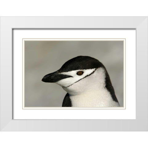 Antarctica, Half Moon IslandChinstrap penguin White Modern Wood Framed Art Print with Double Matting by Morris, Arthur