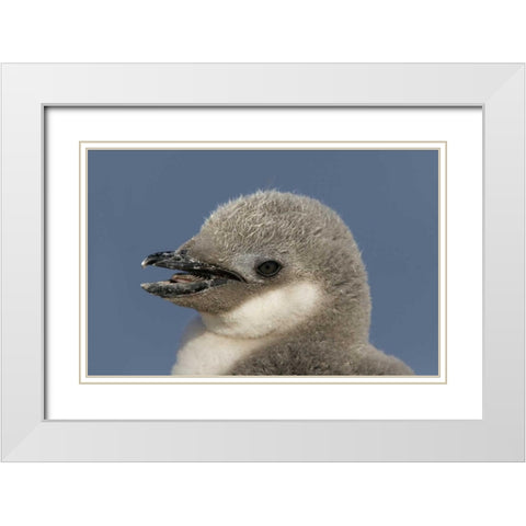 Antarctica, Half Moon IslChinstrap penguin chick White Modern Wood Framed Art Print with Double Matting by Morris, Arthur