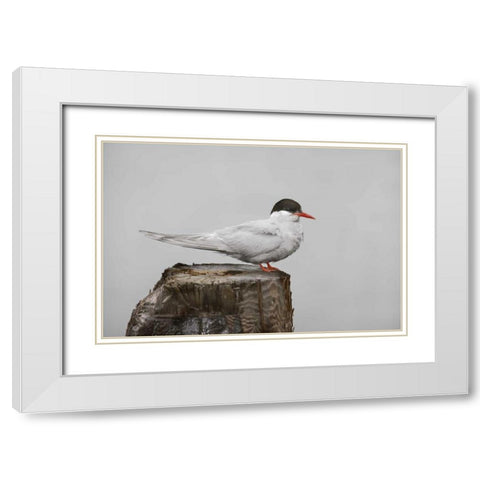Antarctica, Grytviken Antarctic Tern on post White Modern Wood Framed Art Print with Double Matting by Grall, Don