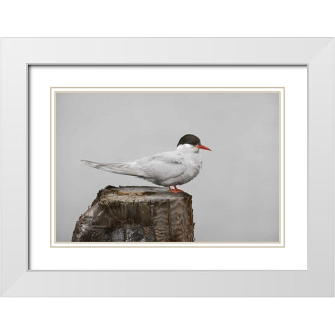 Antarctica, Grytviken Antarctic Tern on post White Modern Wood Framed Art Print with Double Matting by Grall, Don