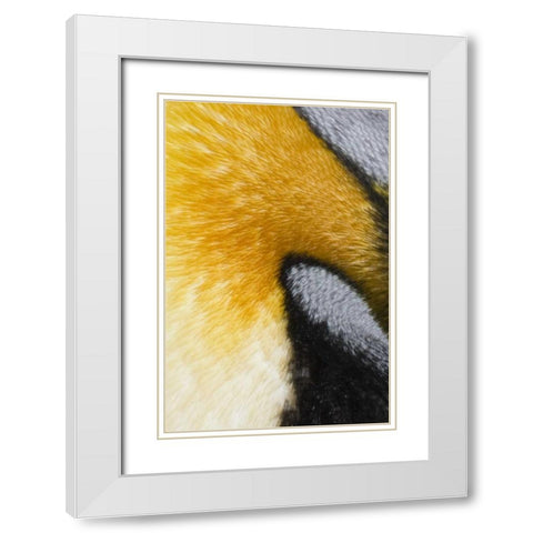 Antarctica, St Andrews Bay King penguin White Modern Wood Framed Art Print with Double Matting by Grall, Don