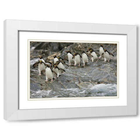 Antarctica, Royal Bay Macaroni Penguins White Modern Wood Framed Art Print with Double Matting by Grall, Don